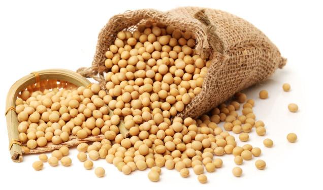 Soybean meal export from India