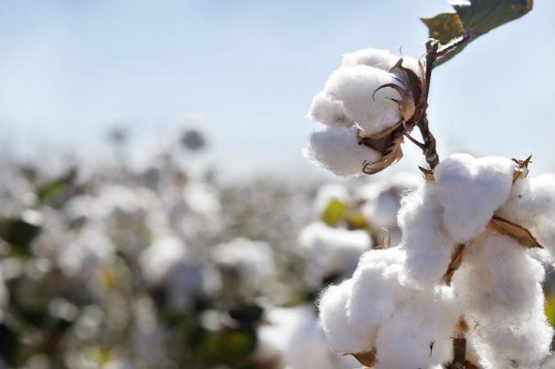 Cotton Imports