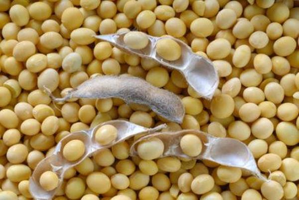  Indian Soybean Meal Export