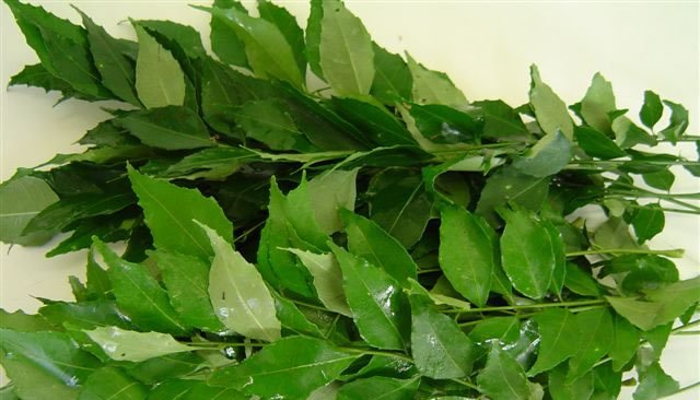 Curry Leaf Export