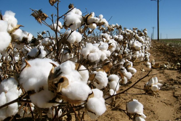 Importing Cotton