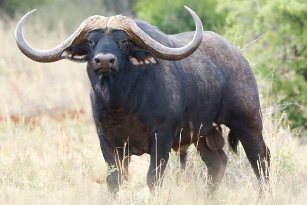 Horison the Buffalo