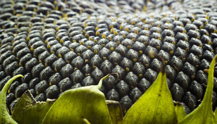 sunflowers seeds